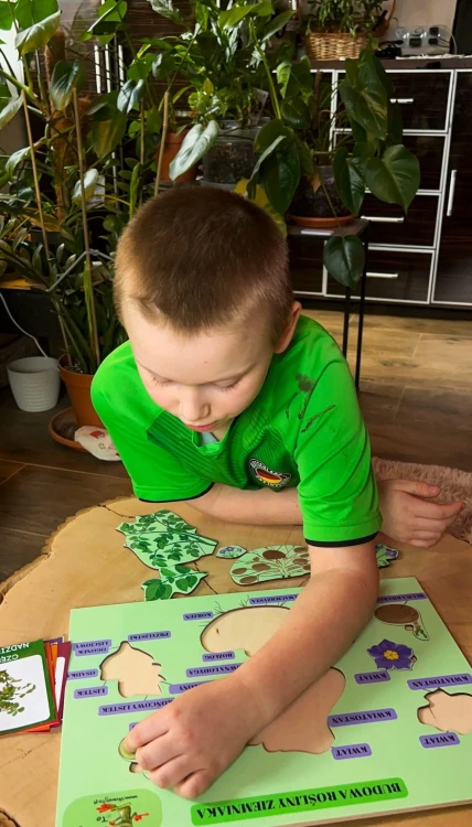 Pomoc Montessori o ziemniaku wspierająca poznawanie budowy rośliny przez działanie