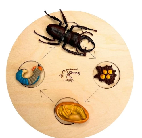 Cykl Rozwoju Jelonka Rogacza, układanka edukacyjna, figurki, Montessori, owady