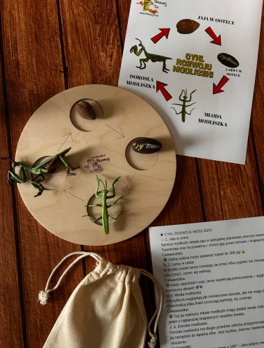 Realistyczne figurki modliszki EDUBOBO pokazujące etapy rozwoju owada