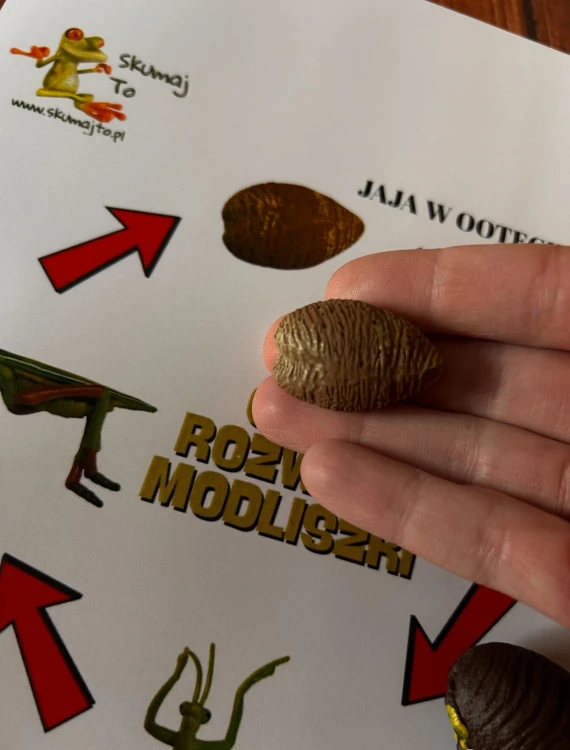 Zestaw edukacyjny EDUBOBO przedstawiający rozwój modliszki w formie drewnianej układanki