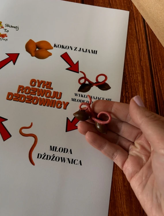 Figurki kokonu jajowego i młodej dżdżownicy z zestawu edukacyjnego EDUBOBO