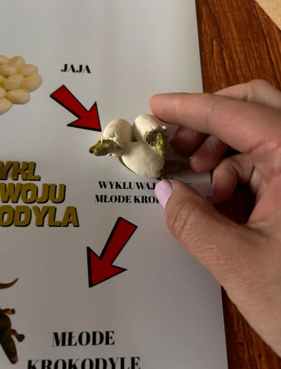 Bawełniany woreczek do przechowywania elementów układanki cyklu rozwoju krokodyla EDUBOBO