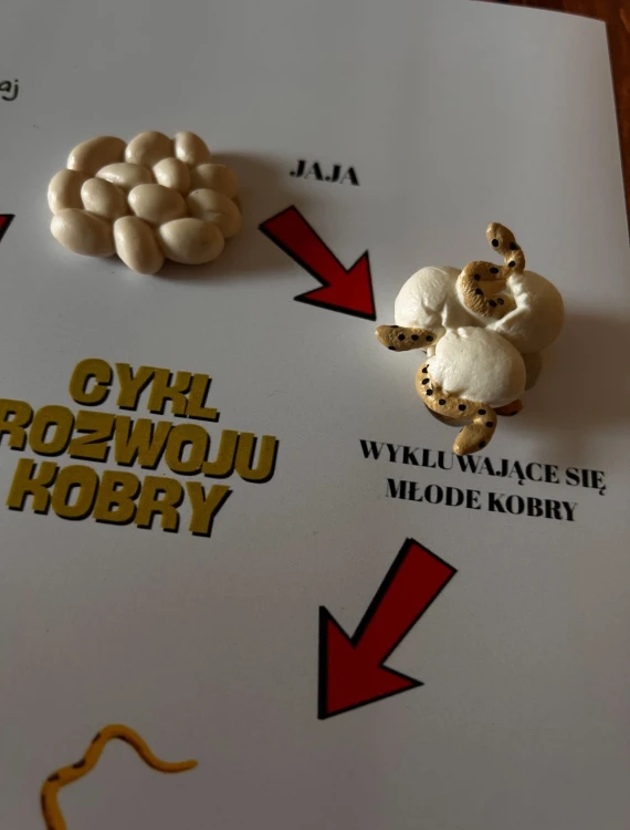 Elementy układanki Cykl rozwoju Kobry — jaja, młode i dorosły wąż w naturalnym drewnie
