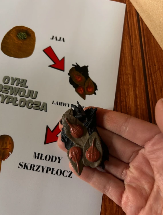 Realistyczne drewniane figurki skrzypłocza w naturalnych kolorach, widok z góry