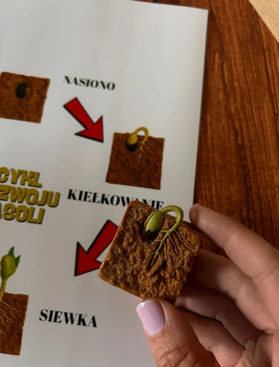 Zbliżenie na nasionko fasoli w drewnianej układance edukacyjnej EDUBOBO