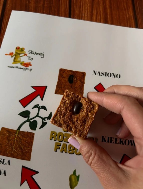 Dojrzała roślina fasoli z liśćmi i systemem korzeniowym na planszy edukacyjnej EDUBOBO