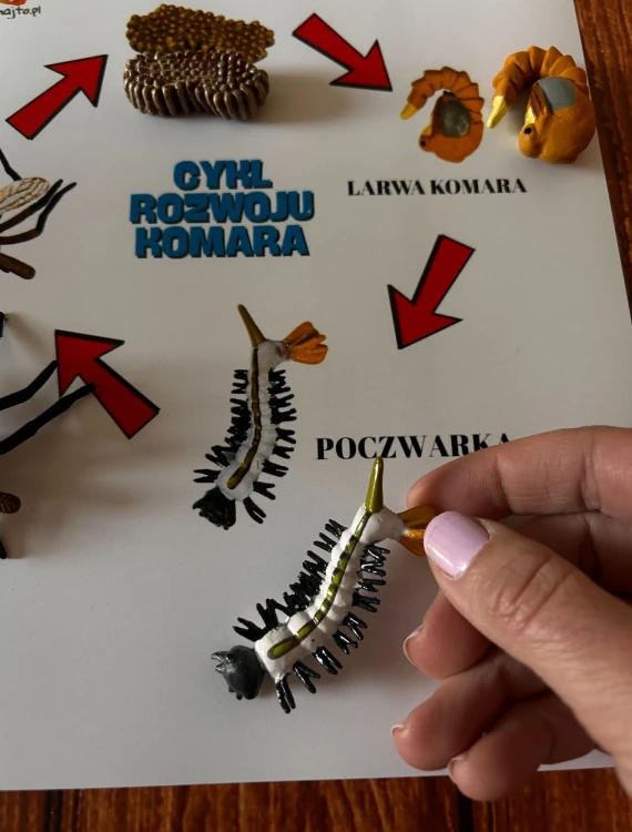 Dorosły komar – szczegółowa drewniana figurka z zestawu edukacyjnego