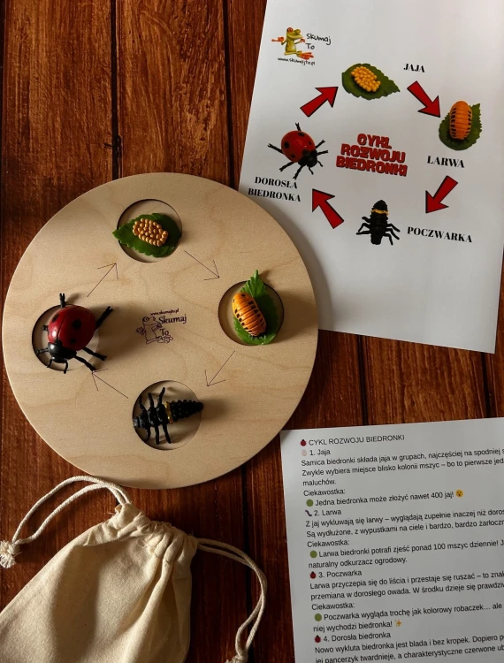 Zbliżenie na figurki biedronki: jajeczka, larwa, poczwarka i dorosły owad na drewnianej planszy