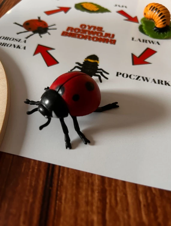 Figurki biedronki na liściu i kolejne etapy metamorfozy na drewnianej edukacyjnej planszy
