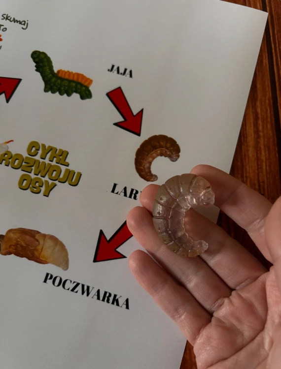 Zestaw edukacyjny EDUBOBO - cykl rozwoju osy pasożytniczej w drewnie, widok wszystkich elementów