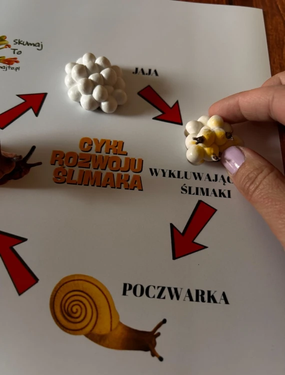 Zestaw edukacyjny Cykl rozwoju ślimaka – figurki i plansza do nauki biologii dla dzieci
