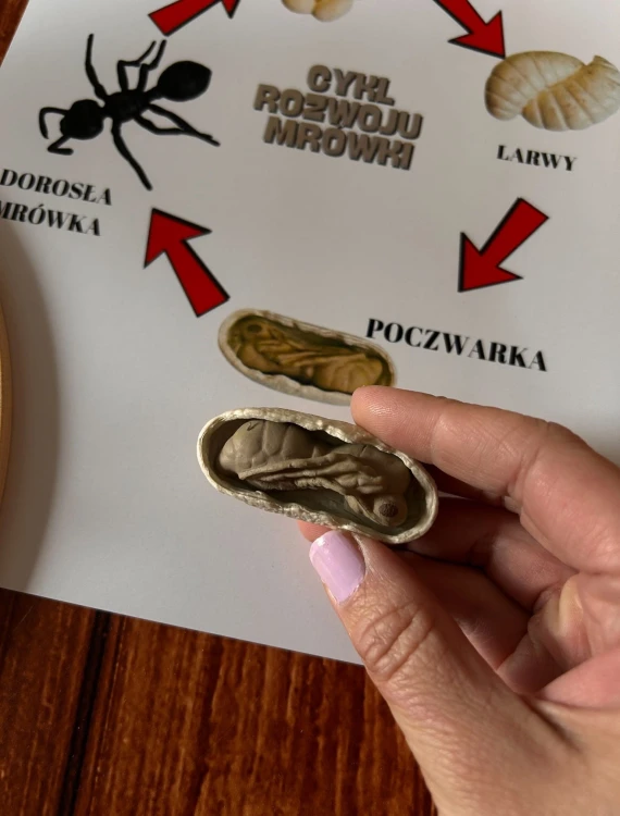 Figurki mrówek na tle planszy edukacyjnej pokazującej rozwój owada EDUBOBO