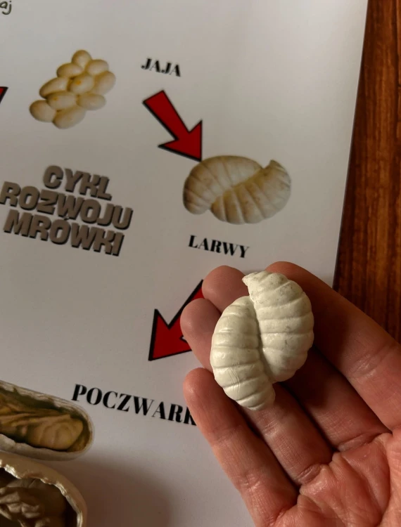Edukacyjna układanka EDUBOBO przedstawiająca cztery fazy rozwojowe mrówki dla dzieci