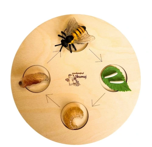 Cykl rozwoju Pszczoły, drewniana układanka, figurki, Montessori
