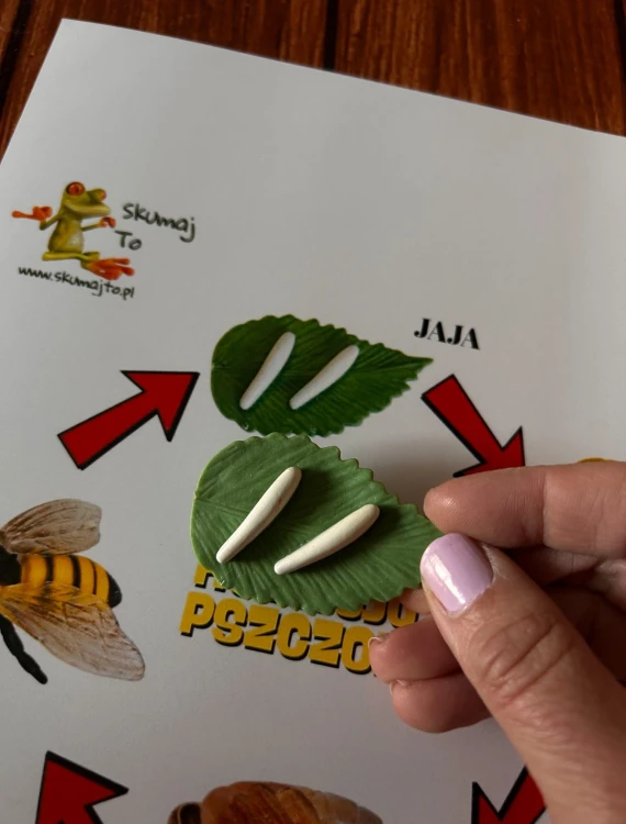 Bawełniany woreczek do przechowywania drewnianej układanki Cykl rozwoju pszczoły EDUBOBO