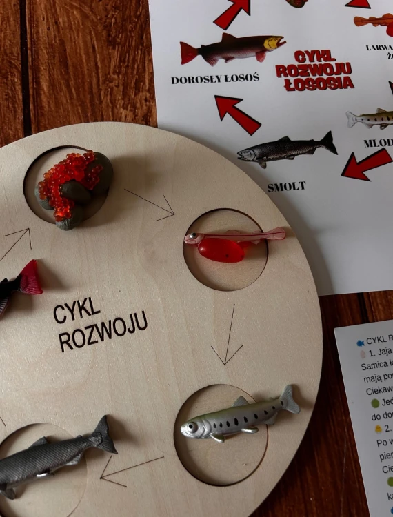 Drewniane elementy układanki cyklu rozwoju łososia EDUBOBO w woreczku bawełnianym