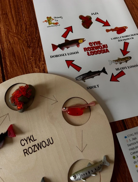 Plansza edukacyjna z oznaczeniami etapów życia łososia EDUBOBO