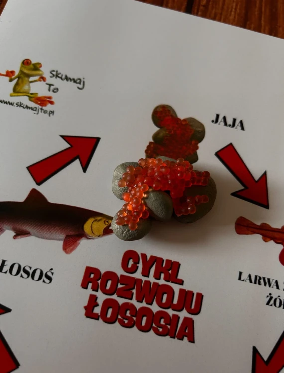 Zestaw edukacyjny EDUBOBO pokazujący cykl życia łososia na planszy