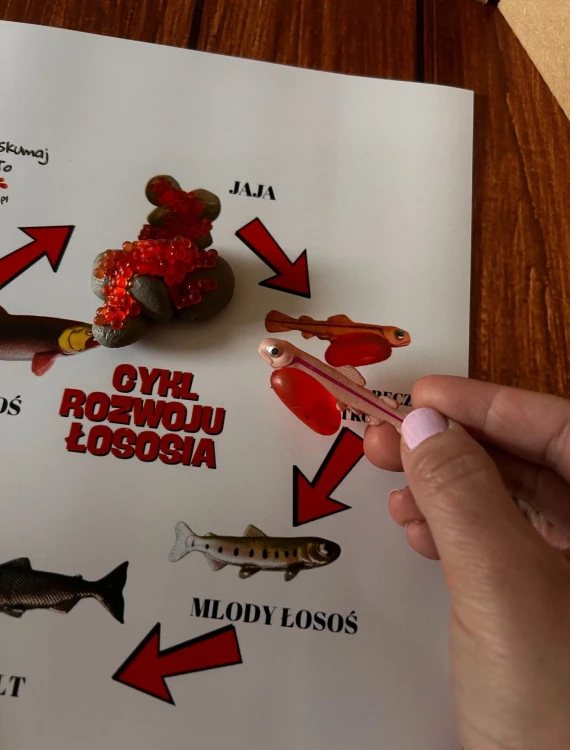 Elementy drewnianej układanki cyklu rozwoju łososia EDUBOBO na białym tle