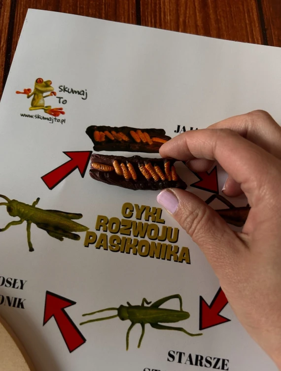 Elementy edukacyjnej układanki pasikonik EDUBOBO w naturalnym oświetleniu
