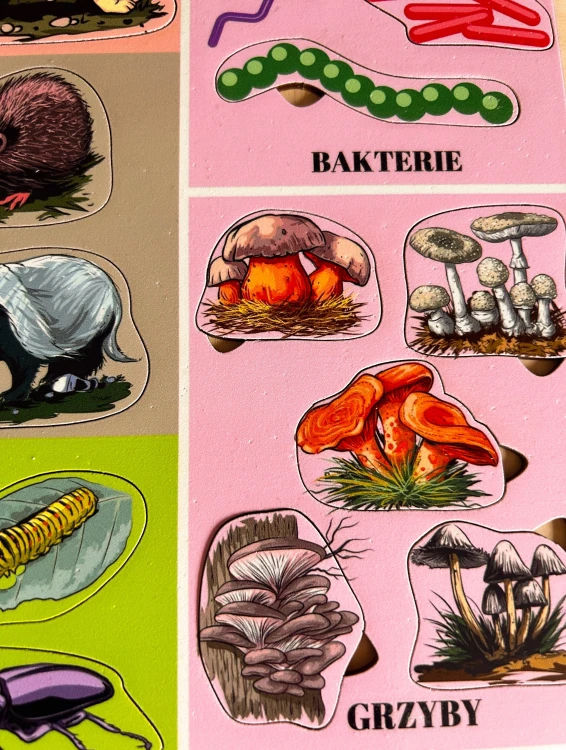 Drewniane klocki z układanki Kto kogo zjada? EDUBOBO – szczegóły realistycznych ilustracji