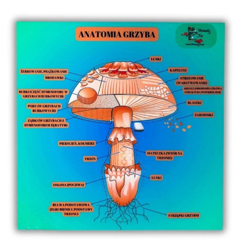 Anatomia grzyba – układanka edukacyjna