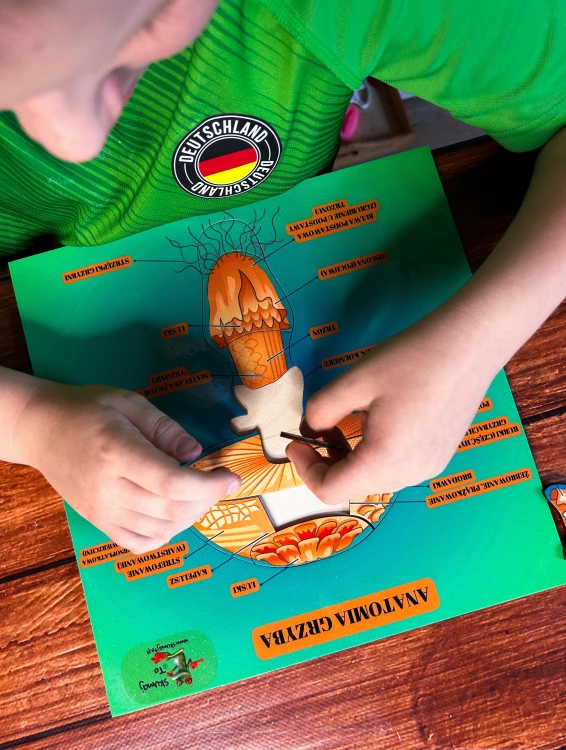 Kolorowa ilustracja grzyba z podziałem anatomicznym w drewnianej układance EDUBOBO