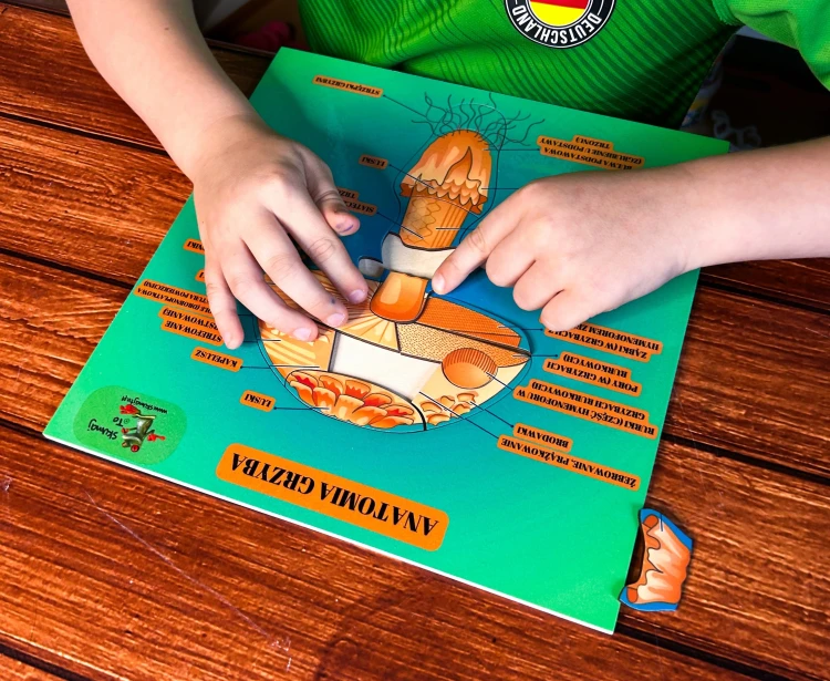 Zestaw edukacyjny EDUBOBO "Anatomia grzyba" w drewnie, wspierający naukę biologii