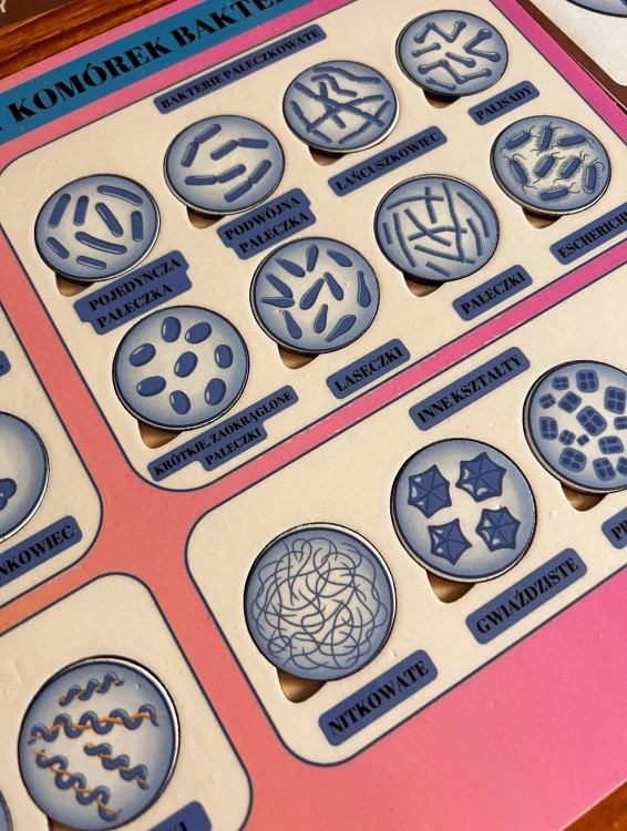 Drewniane puzzle bakterii EDUBOBO - edukacyjny zestaw do nauki biologii
