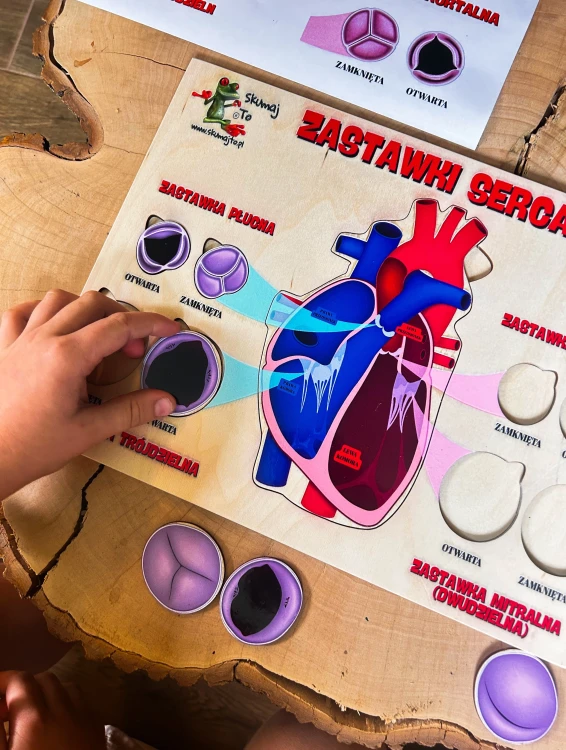 Układanka edukacyjna EDUBOBO do ćwiczeń z anatomii i fizjologii serca