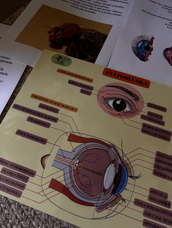 Ruchome elementy układanki do poznawania anatomii oka