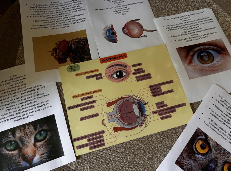 Plansza układanki do nauki budowy oka z kolorowym schematem anatomicznym