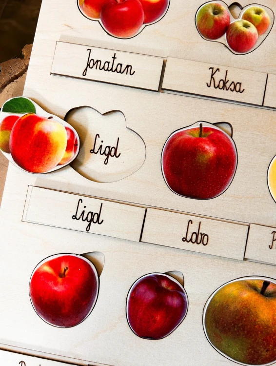 Realistyczne ilustracje jabłek odmian Golden delicious i Szara reneta w układance EDUBOBO