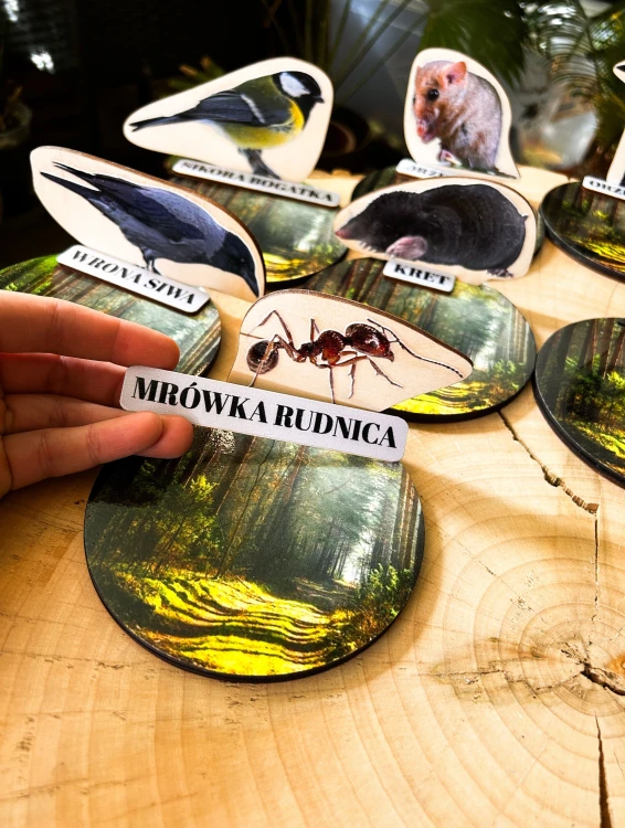 Zestaw ponad 70 elementów zapasów: nasiona, owoce, orzechy i larwy do dopasowywania