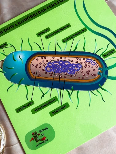 Układanka EDUBOBO do biologii z wyjmowanymi elementami komórki bakteryjnej
