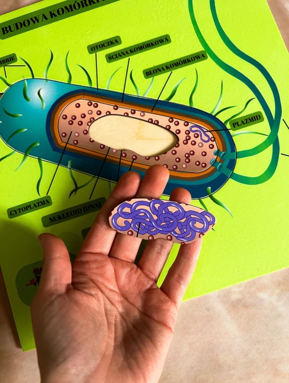 Części komórki bakteryjnej przedstawione na edukacyjnej układance do biologii
