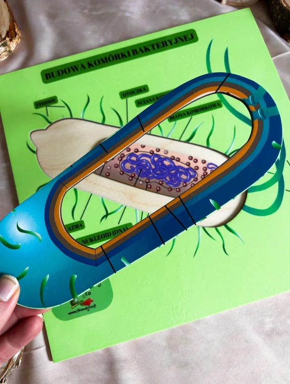 Tablica edukacyjna 35 × 35 cm do poznawania budowy komórki bakteryjnej