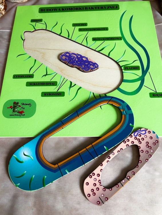 Pomoc do biologii z elementami takimi jak błona, cytoplazma i rybosomy