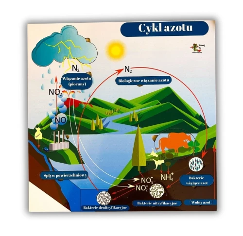 Cykl azotu – układanka o obiegu azotu w przyrodzie