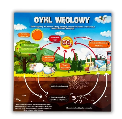 Cykl węglowy – układanka o obiegu węgla w przyrodzie