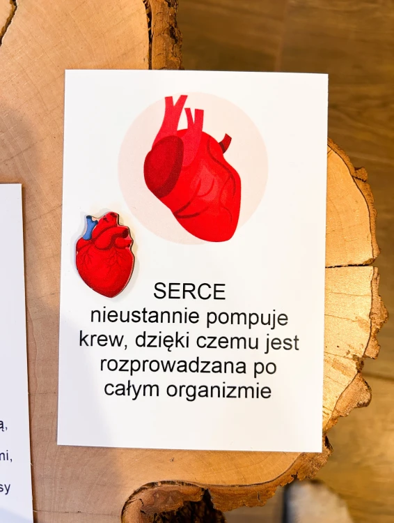 Narządy do układanki EDUBOBO wspierającej poznawanie anatomii przez działanie