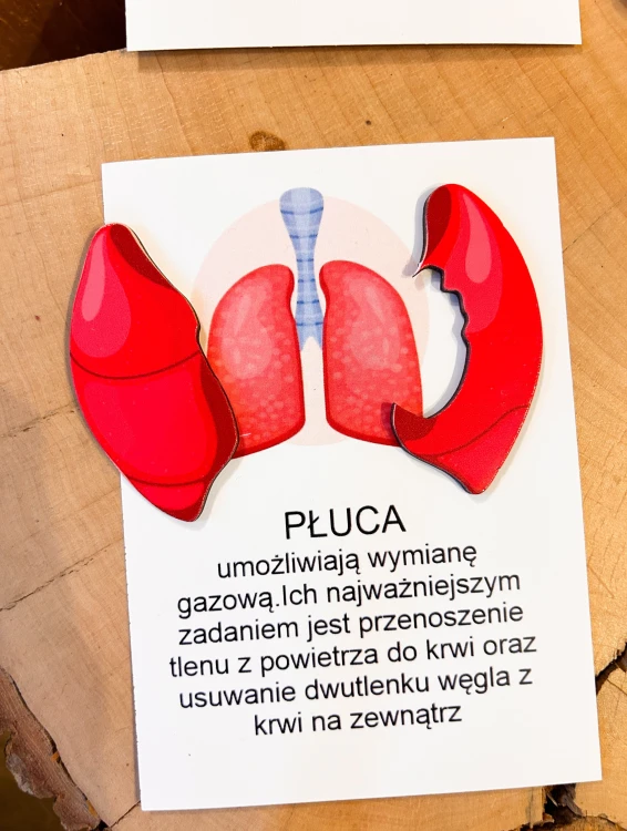 Układanka o narządach wewnętrznych EDUBOBO do nauki w domu i podczas zajęć