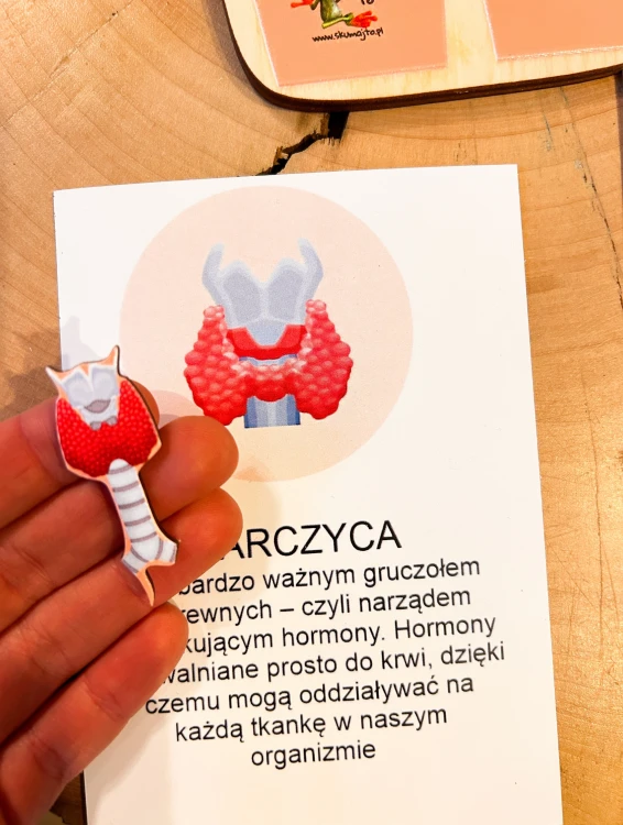 Elementy drewnianej układanki EDUBOBO do ćwiczenia nazw i położenia narządów