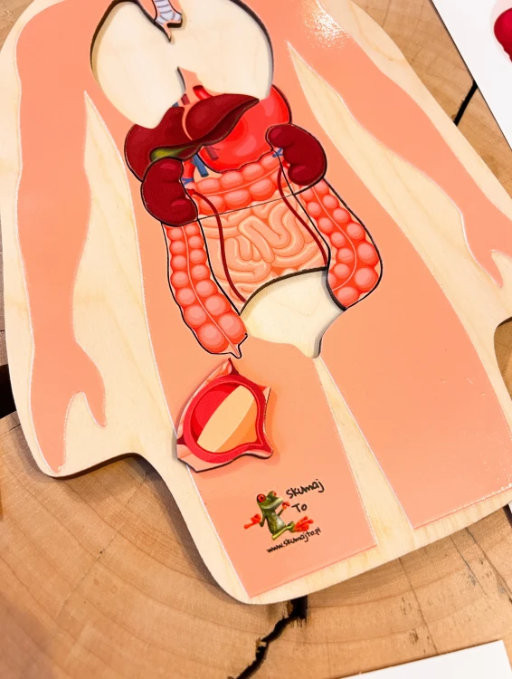 Drewniana układanka EDUBOBO zachęcająca do nauki anatomii przez zabawę