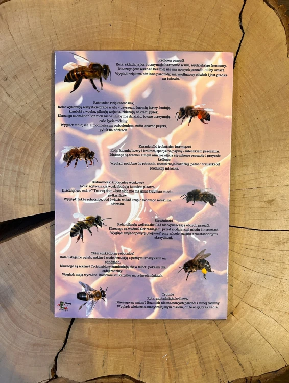 Ilustracje i opisy ról pszczół na planszy edukacyjnej układanki Zajrzyj do ula EDUBOBO
