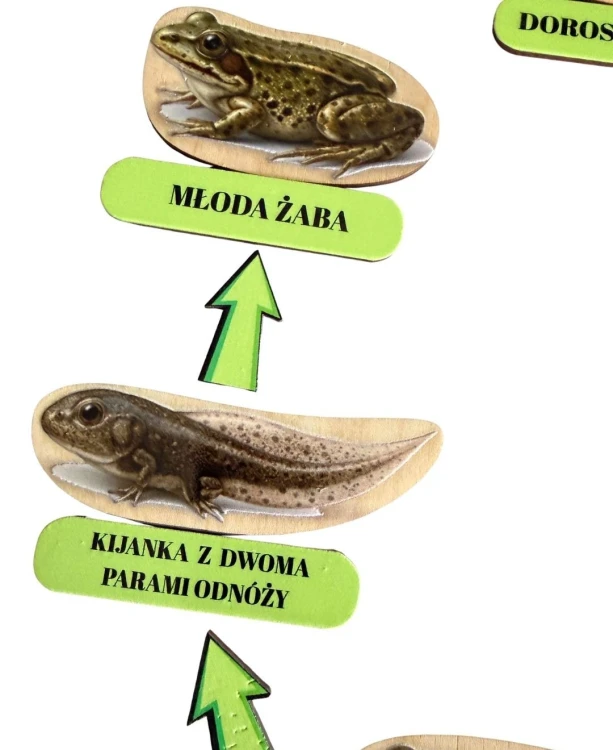 Realistyczne ilustracje etapów życia płaza na edukacyjnej układance z drewna
