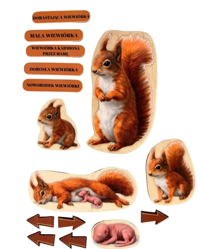 Drewniana układanka EDUBOBO z realistycznymi ilustracjami etapów życia wiewiórki
