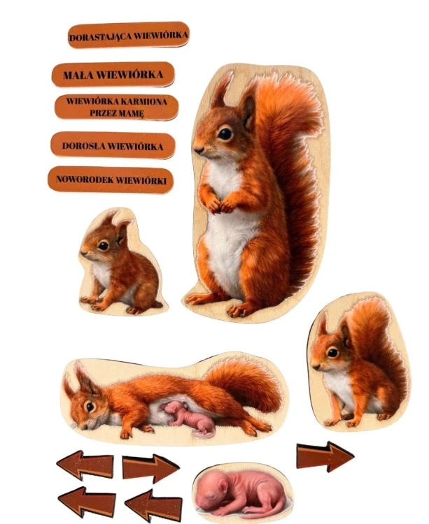 Drewniana układanka EDUBOBO z realistycznymi ilustracjami etapów życia wiewiórki