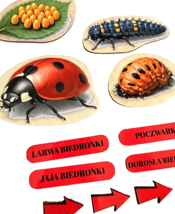 Ilustracje etapów rozwoju biedronki na edukacyjnej układance EDUBOBO