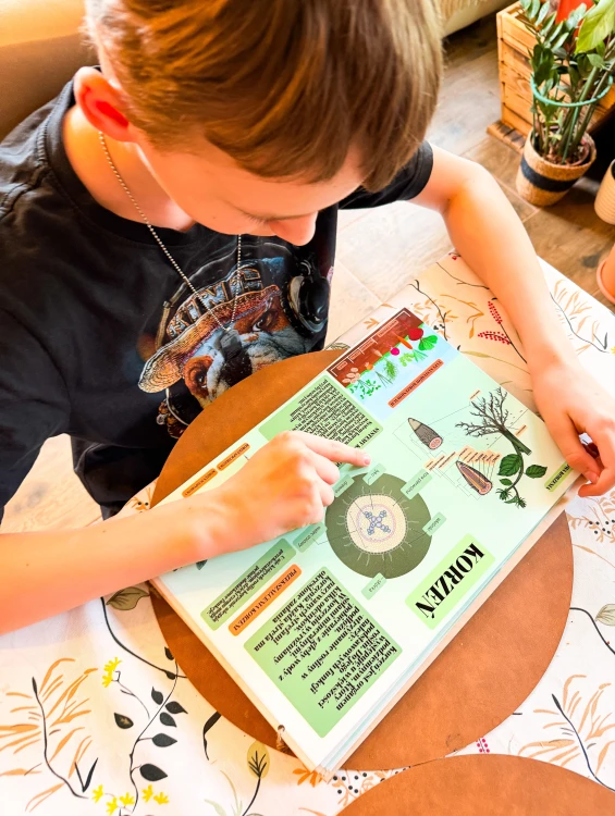 Budowa i funkcje liścia przedstawione w drewnianej książce edukacyjnej Świat roślin
